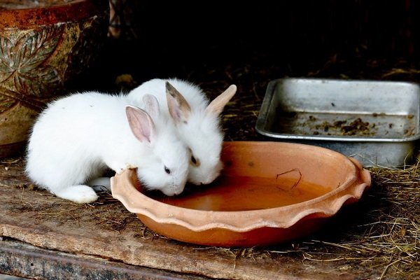Как правильно содержать кроликов зимой?