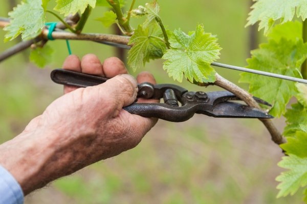 Как правильно ухаживать за виноградом весной?