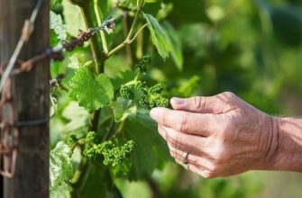 Как правильно ухаживать за виноградом в весенний период?
