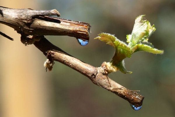 Как правильно ухаживать за виноградом весной?