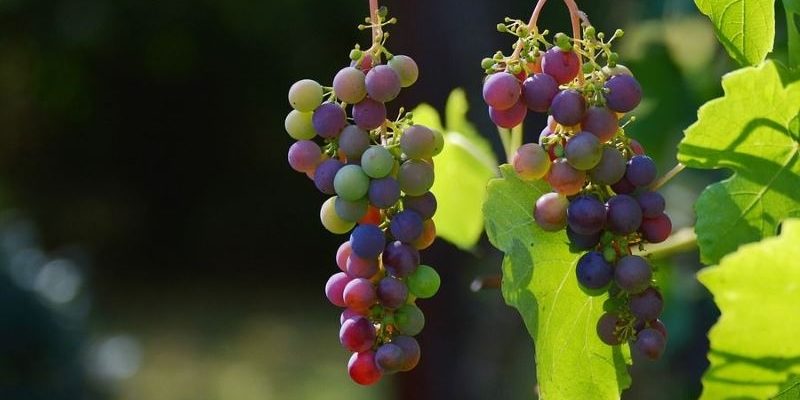 Как правильно укрыть виноград на зиму: подготовка кустов, материалы и способы