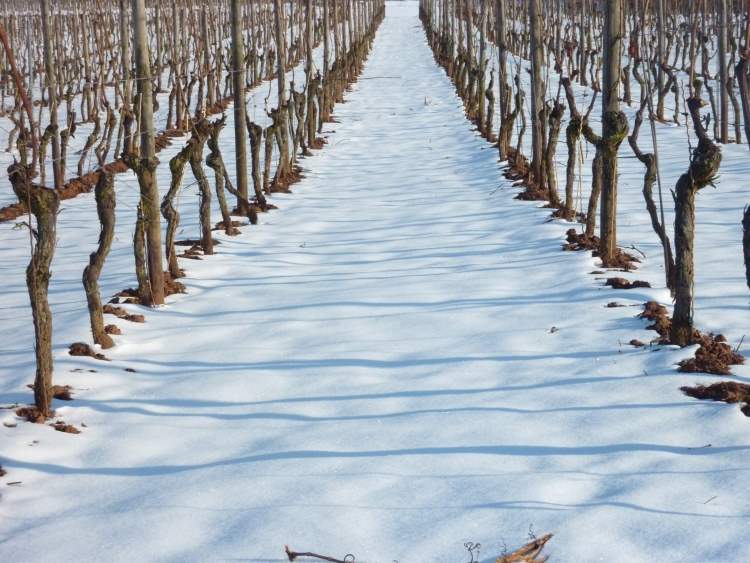 Как правильно укрыть виноград на зиму: подготовка кустов, материалы и методы
