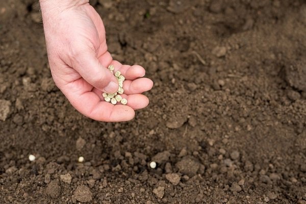 Как правильно вырастить горох из семян?