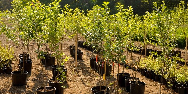 Как правильно выбрать и вырастить саженцы плодовых деревьев