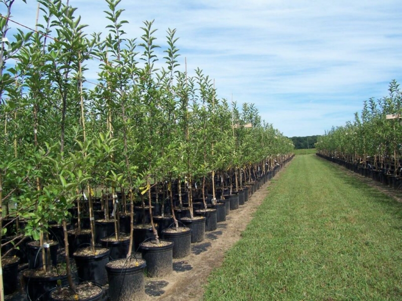 Как выбрать и вырастить саженцы плодовых деревьев
