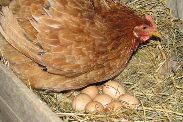 Как правильно выбрать кур несушек и содержать их для продажи яиц?