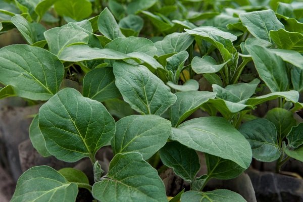 Как правильно выращивать баклажаны на открытом воздухе?