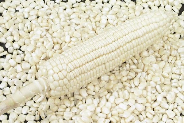 Как правильно выращивать белую кукурузу?