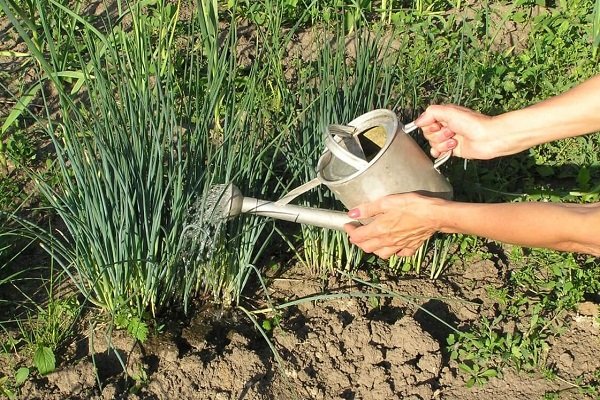 Как правильно выращивать крымский лук?