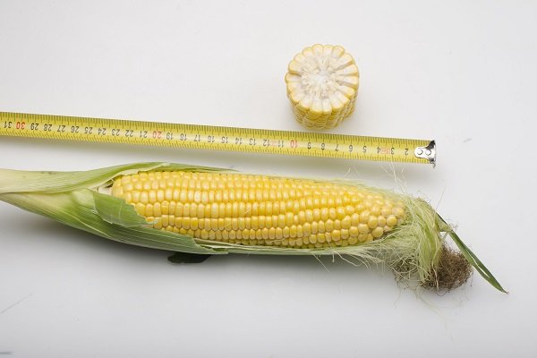 Как правильно выращивать кукурузу Добрыня?