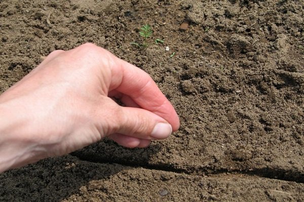 Как правильно выращивать лук-порей?