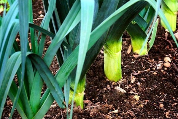 Как правильно выращивать лук-порей?