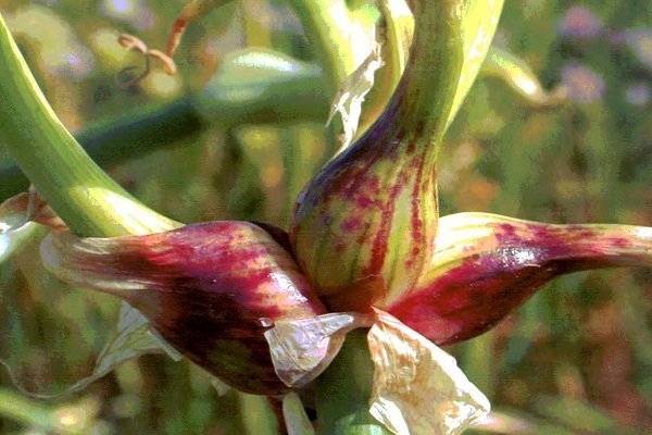 Как правильно выращивать лук многоярусный?