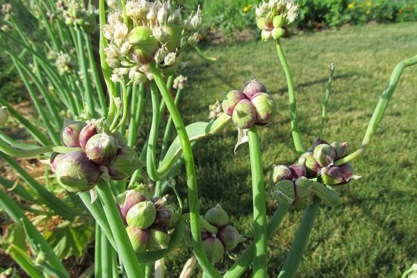Как правильно выращивать лук многоярусный?