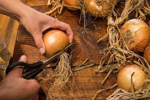 Как правильно выращивать лук Геркулес?