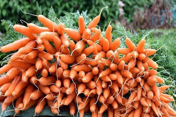 Как правильно вырастить сорт моркови Королева осени?