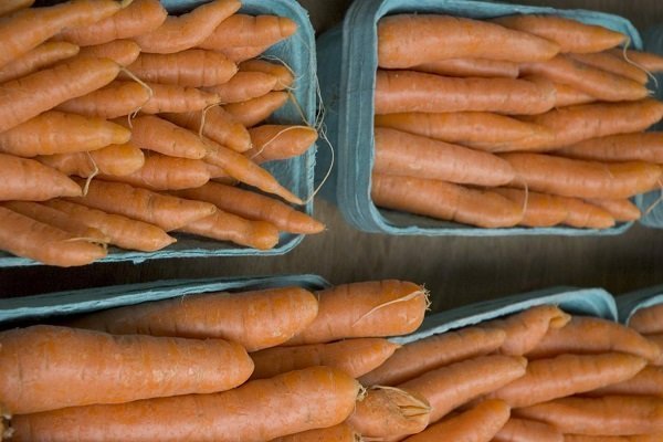 Как правильно вырастить сорт моркови Королева осени?