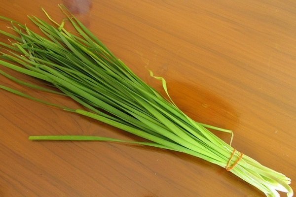 Как правильно вырастить ветвистый лук (китайский, ароматный?