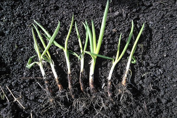 Как правильно вырастить вкусный зеленый лук в саду?