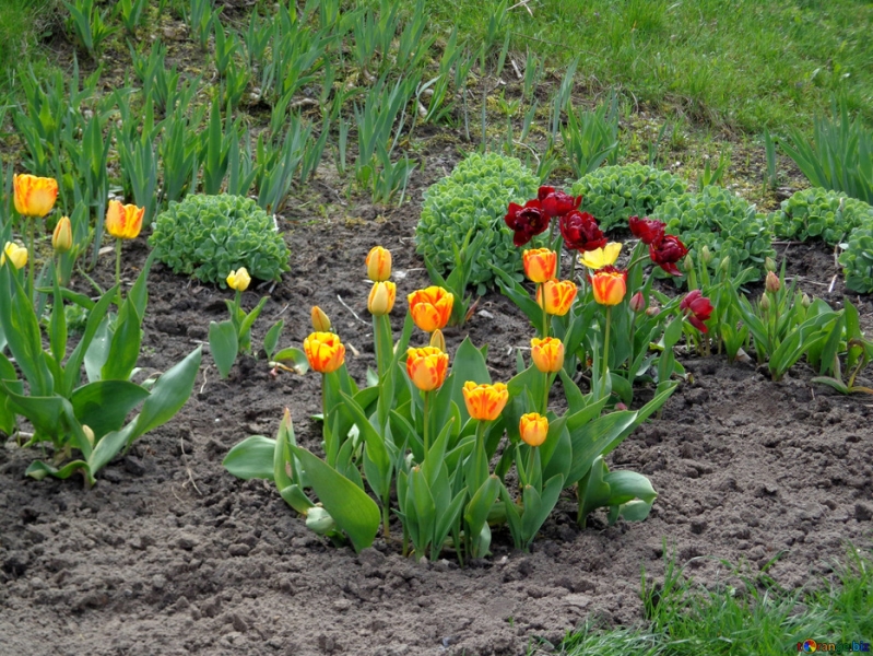 Как правильно вырастить тюльпаны из вазы на своем участке