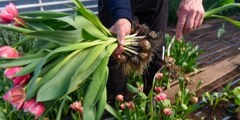 Как правильно вырастить тюльпаны из горшка на своём участке