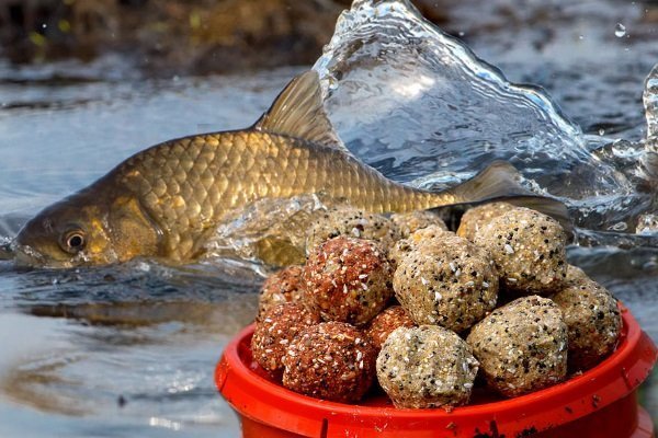 Как приготовить корм для прудовой рыбы в домашних условиях?