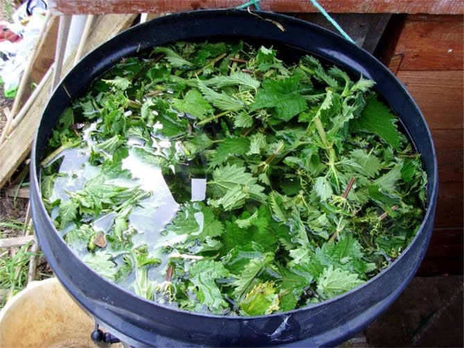 Как приготовить травяной чай для питания растений - рецепты