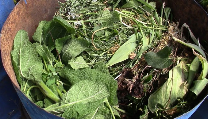 Как приготовить травяной чай для питания растений - рецепты
