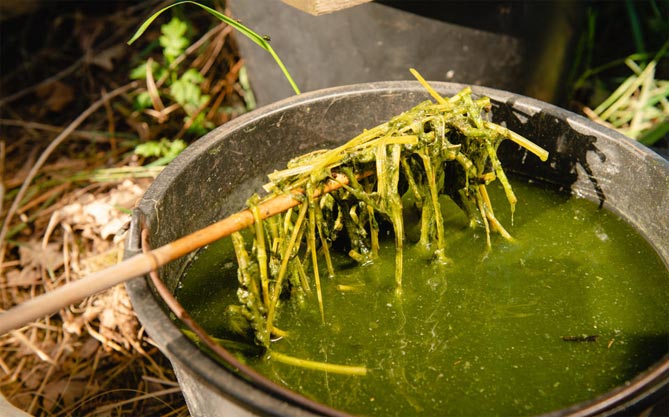 Как сделать удобрение из зеленой крапивы?