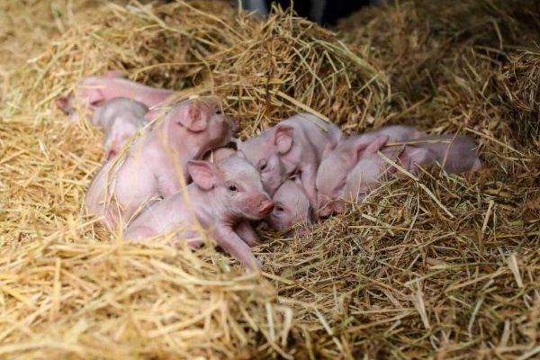 Как рожает свинья и какова роль мужчины в процессе родов?