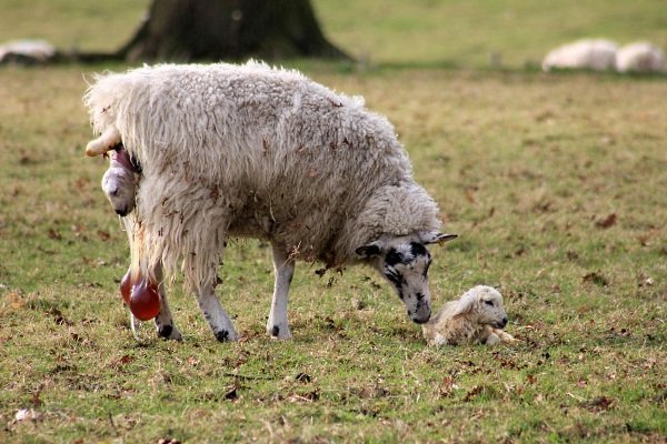 Как происходит окот у овец и как принять роды?