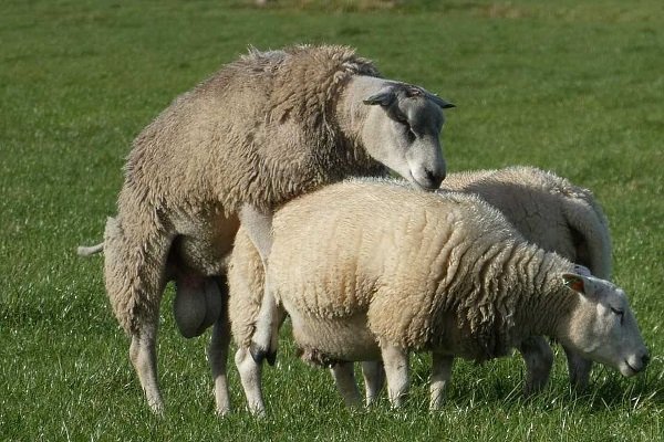 Как происходит случка у овец: подготовка и тонкости процесса спаривания
