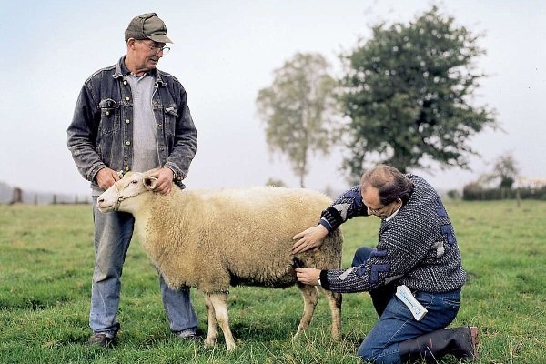 Как проходит вязка у овец: подготовка и тонкости процесса вязки