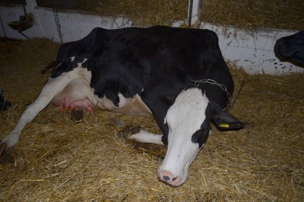 Как проявляется мастит у коровы и каковы методы его лечения?