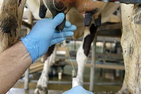 Как проявляется мастит у коровы и каковы методы его лечения?