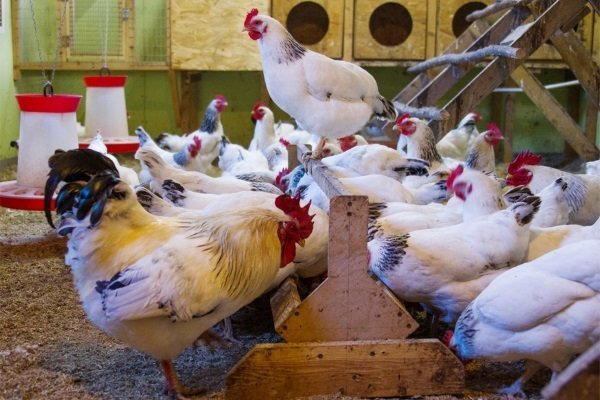 Как вырастить цыплят в домашних условиях?