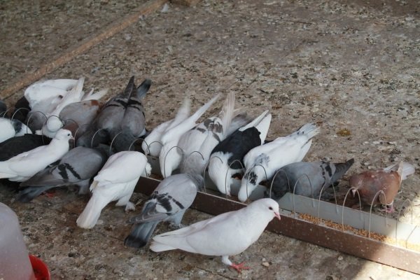 Как содержать и чем кормить голубей в зимнее время года?