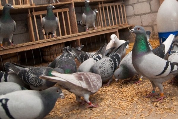 Как содержать и чем кормить голубей в зимнее время года?