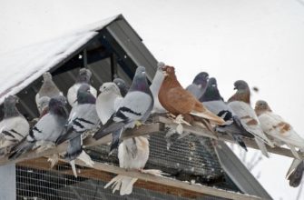 Как содержать и чем кормить голубей в зимний сезон?