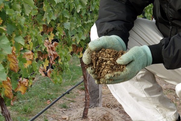 Как правильно ухаживать за виноградом осенью? Основные принципы и пошаговая инструкция