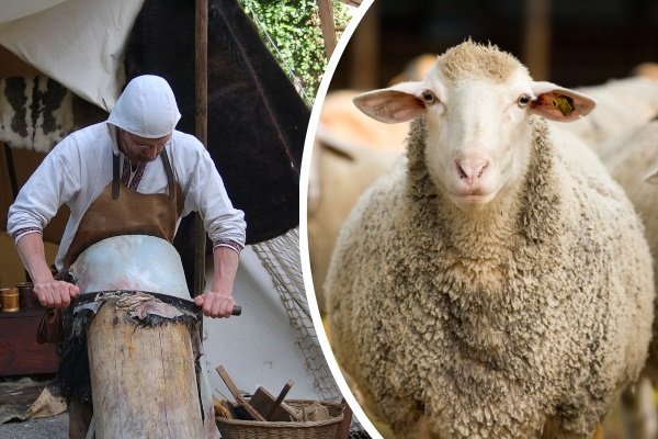 Как выделать шкуру овцы в домашних условиях?