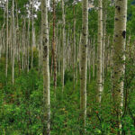 Как выглядит осина: фото дерева и листьев. Что это за дерево, его лечебные и полезные свойства