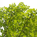 Как выглядит осина: фото дерева и листьев. Что это за дерево, его лечебные и полезные свойства