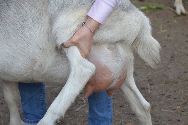Как самостоятельно определить мастит у козы? Методы лечения