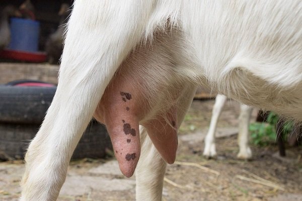 Как выявить у козы мастит самостоятельно? Методы лечения