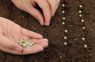 Как выращивать горох в открытом грунте: советы и рекомендации