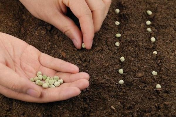 Как выращивать горох в открытом грунте: советы и рекомендации