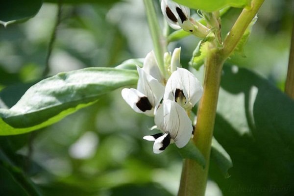 Как выращивать и использовать черный горошек?