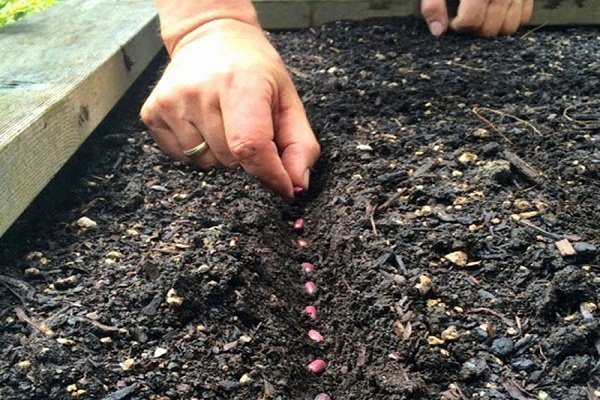 Как выращивать и использовать черный горошек?