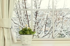 Как выращивать комнатные растения зимой